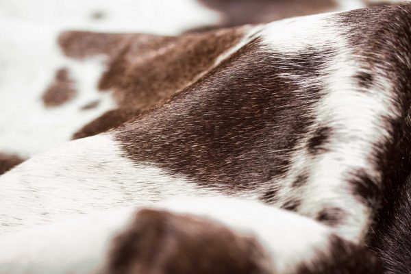 72" x 84" Brown White Cowhide - Rug - Image 2