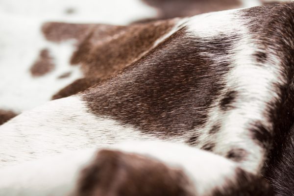 Brown and White Spotted Natural Cowhide Area Rug - Image 3