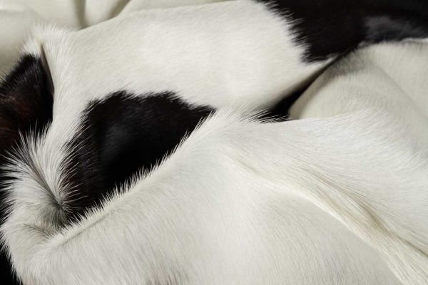72" x 84" White and Black Cowhide  Rug - Image 2