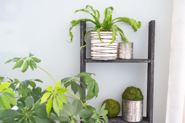 4 Step Blackwash Rustic Wood Ladder Shelf - Image 5