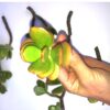6-Pack of Jade Succulent Plant Cuttings - Easy to Root - Image 2