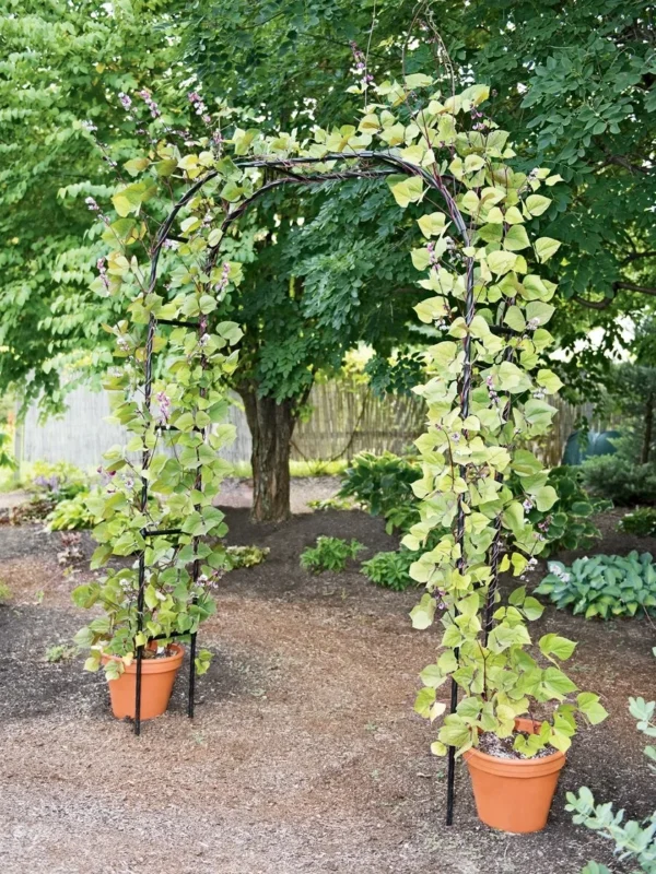 DIY Titan Garden Metal Arch Arbor trellis  For Roses, Clematis And Scarlet Runner Beans